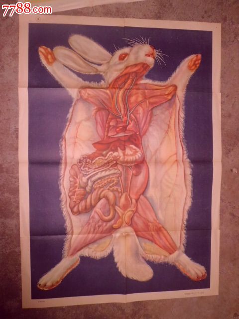 家兔的内脏
