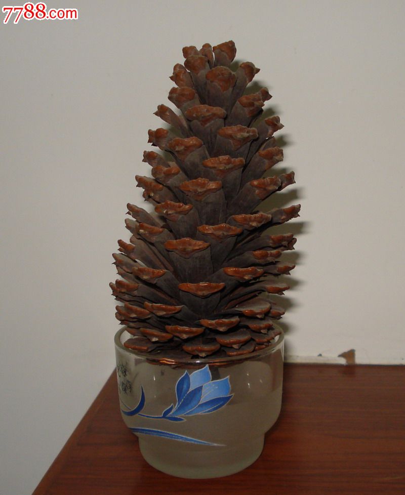 一株古松树上的摘下的一只硕大松果(a0905)