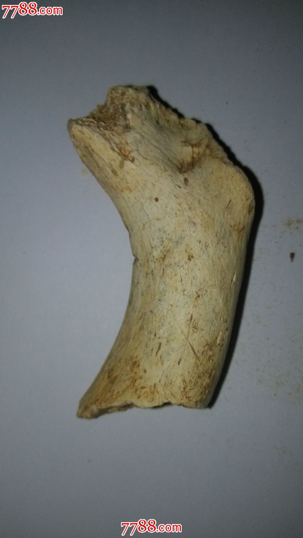 动物骨头化石一枚