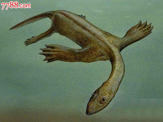 贵州龙化石三叠纪时期生长在海中捕鱼17cm长2