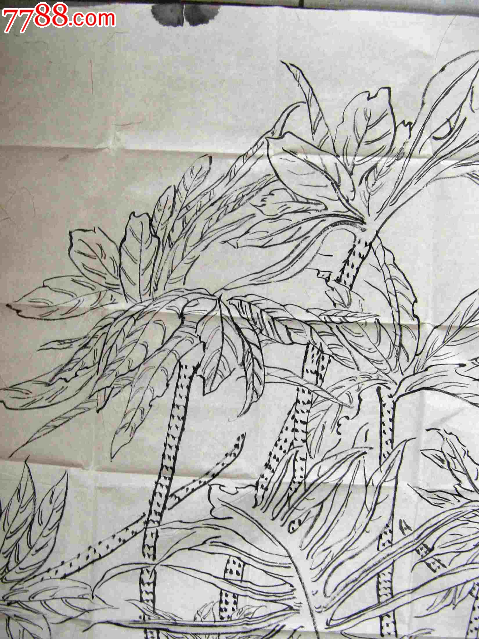 精炼形象的四尺条幅无款植物画:西双版纳蕨类