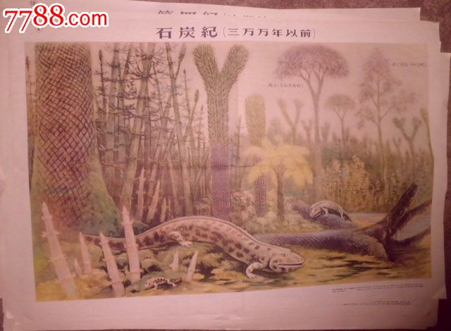 地球上生物的发展挂图:石炭纪(三万万年以前)