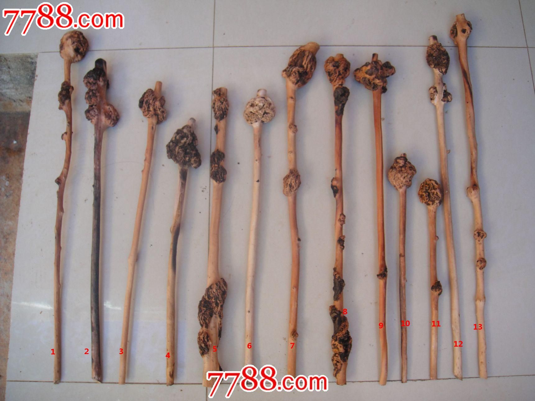 小石积(黑果树)捶背,把玩20元1根