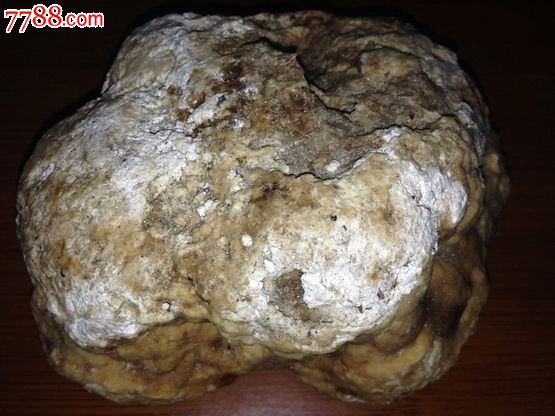 天然黄色龙涎香/ambergris