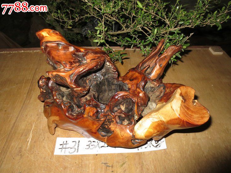 柘木黄金木老料雕刻料黄花梨自然摆件/黄桑勒/黄荆木/穿破石/柞秦木