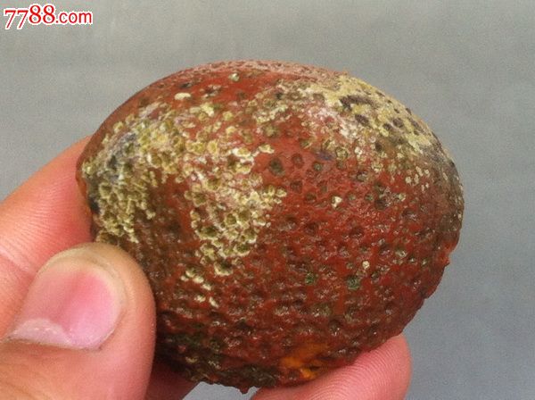 宣化战国红玛瑙原石(明料)1-11