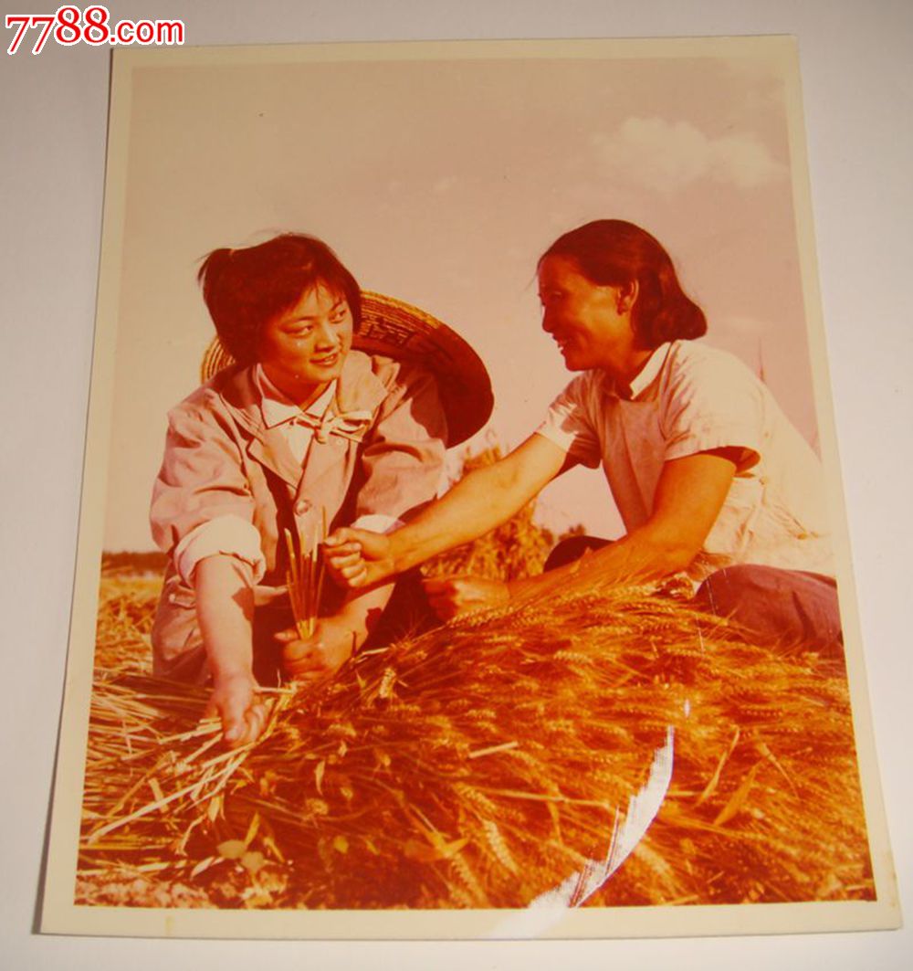 文革时期彩色照片:女知青和农妇一起收麦子(该照片刊登于河南某画报)