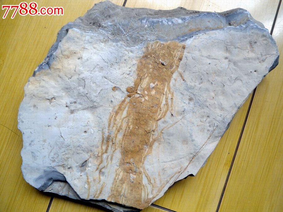 化石鱼化石龙_化石鱼的图片_龙鱼化石图片