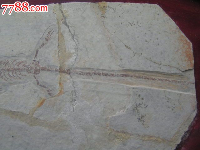 中国辽西【潜龙化石】【狼鳍鱼化石】2块合卖