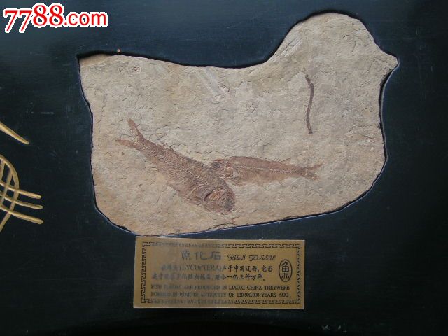 中国辽西【潜龙化石】【狼鳍鱼化石】2块合卖
