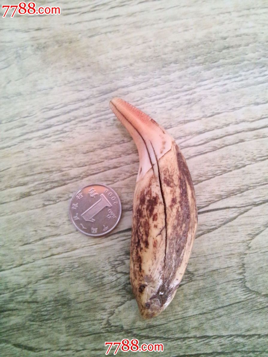 清或民国时期老熊牙一颗