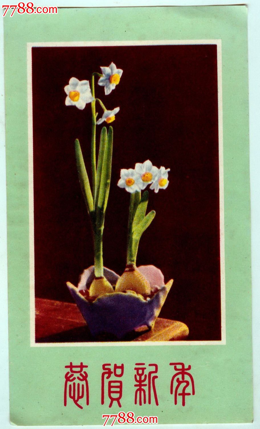 恭贺新年——水仙花