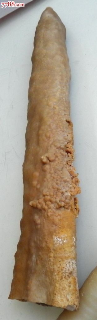 天然无雕琢溶洞钟乳石大摆件——高耸入云