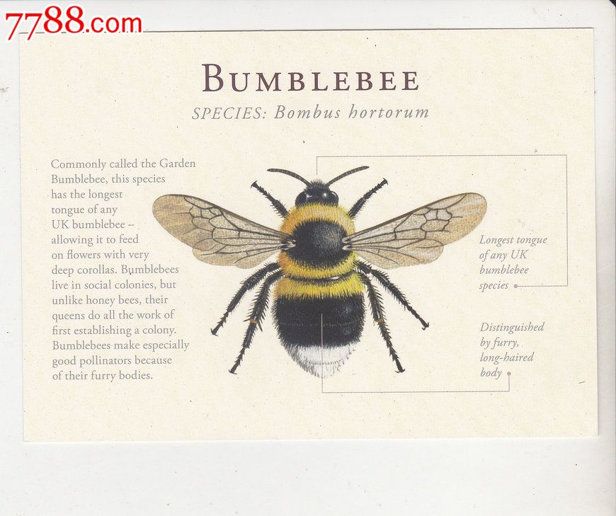 外国原版明信片英国蜜蜂