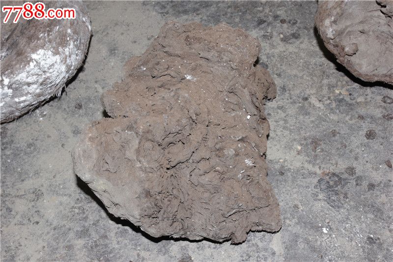 阴沉木金丝楠树瘤