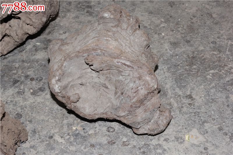 阴沉木金丝楠树瘤