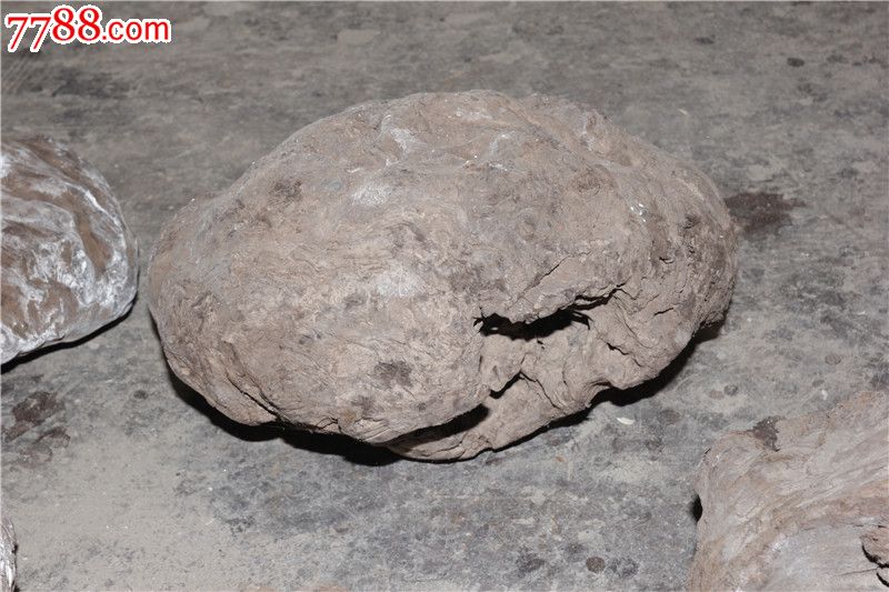 阴沉木金丝楠树瘤