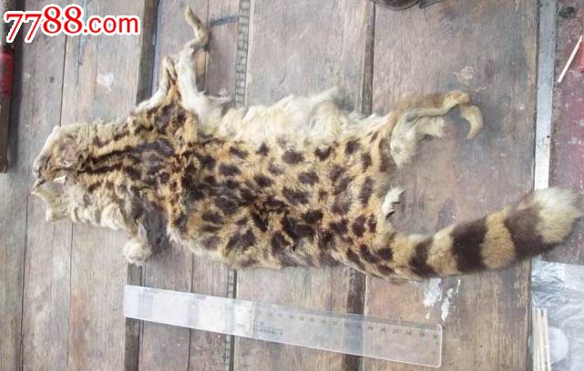 民国豹猫皮