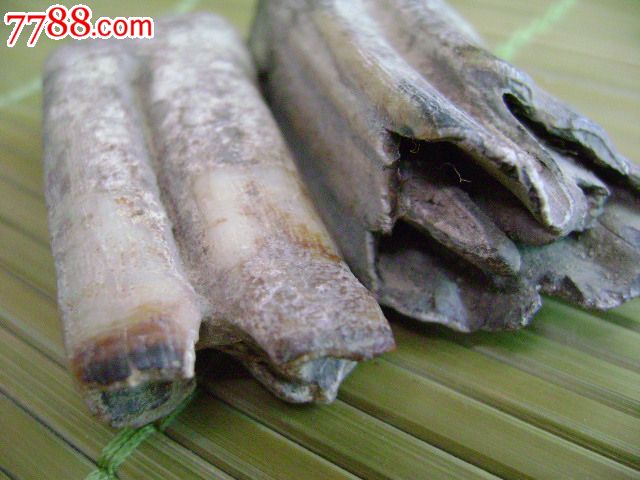 远古时期猛犸牙化石