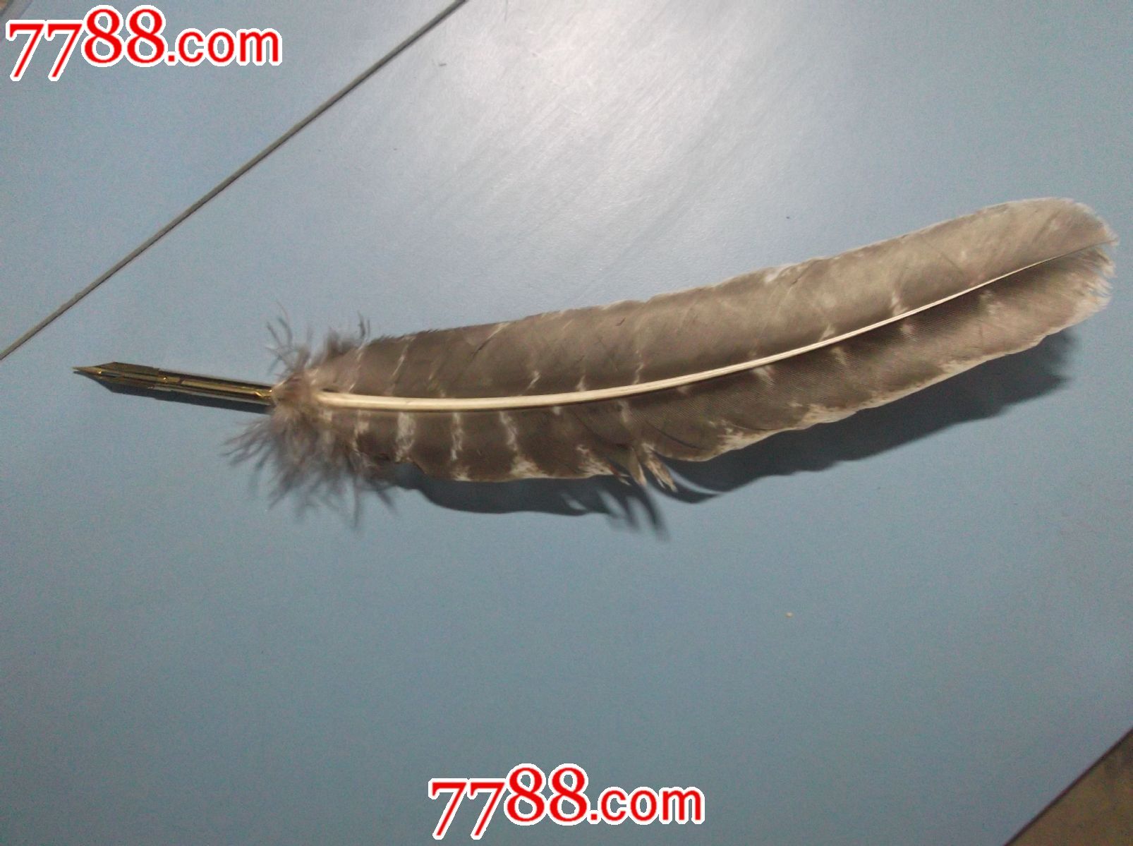 英格兰鸡毛笔,长30cm