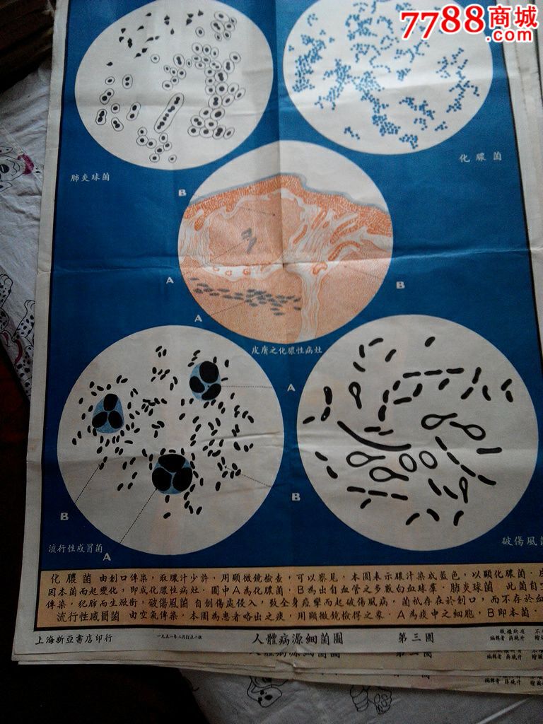 人体病源细菌图《4张》